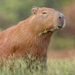 Por que capivara está na moda? O animal mais “de boa” do Brasil virou febre nas redes sociais e nas ruas
