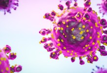 Com avanço de casos no Brasil, saiba como identificar sintomas do vírus Oropouche