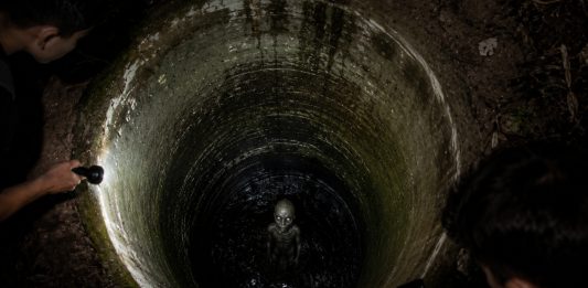 Filhotes dourados são encontrados em poço abandonado e resgate emocionante chama atenção nas redes
