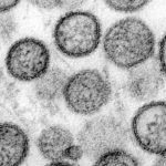 Hantavírus pandemia OMS não indica risco global, mas exige cuidados e prevenção