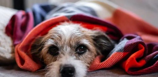 Frio chegando? Especialistas revelam onde os cães devem dormir no inverno para evitar problemas de saúde Frio chegando? Especialistas revelam onde os cães devem dormir no inverno para evitar problemas de saúde