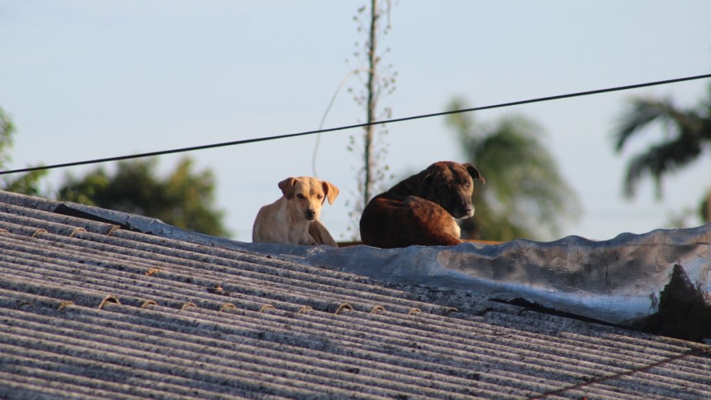 Animais sobre telhados, aguardando resgate durante a enchente de 2024 no bairro Mathias Velho, em Canoas. 