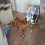 “Fui salvo pelo cachorro”: idoso relata agressão brutal do próprio filho e emociona ao falar do pitbull que o salvou de uma possível tragédia