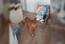 “Fui salvo pelo cachorro”: idoso relata agressão brutal do próprio filho e emociona ao falar do pitbull que o salvou de uma possível tragédia