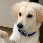 Cachorro é adotado mas depois de 5 meses acaba sendo devolvido e motivo causou revolta nas redes sociais
