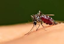 Mosquito da dengue pode causar doença grave em cães; sinais costumam passar despercebidos
