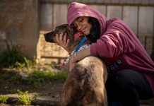 cachorro enchente canoas