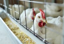 Gripe aviária chega ao RS e autoridades fazem novo alerta; veja o que acontece agora após confirmação de primeiro caso e se ainda é seguro consumir frango e ovos Gripe aviária chega ao RS e autoridades fazem novo alerta; veja o que acontece agora após confirmação de primeiro caso e se ainda é seguro consumir frango e ovos