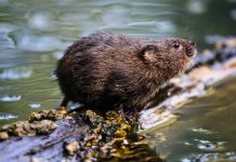 Bom ou mau presságio? Animal desaparecido há mais de 30 anos volta aos rios e surpreende biólogos