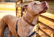 Cachorros da raça Pitbull poderão ser "extintos" no Brasil? Entenda como projeto de lei busca proibir animais no país