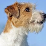 Seu cachorro entende mais do que você imagina: estudo revela que os cães processam a fala de uma forma parecida com a dos humanos