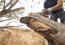 Seu vizinho pode mandar cortar sua árvore? A lei estabelece um limite para os dois lados Árvore do vizinho que ultrapassa os limites do terreno pode gerar direito de corte de galhos e raízes em determinadas situações.