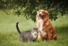 Nova lei proíbe que cães e gatos sejam mantidos presos por correntes Nova lei para cães e gatos estabelece regras mais rígidas para a proteção e o bem-estar dos animais.