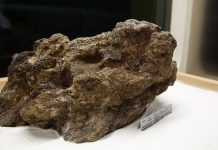 Garimpeiro brasileiro encontra pepita de 60 kg com 56 kg de ouro puro de uma pedra de 150 kg que se partiu na retirada, e o grande achado acaba virando a maior pepita de ouro em exposição no mundo, comprada pelo Banco Central Brasileiro