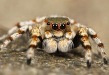 Muita gente quer matar a aranha-caranguejeira ao encontrá-la no quintal, mas ela tem um papel importante na natureza e até na sua casa Muita gente quer matar a aranha-caranguejeira ao encontrá-la no quintal, mas ela tem um papel importante na natureza e até na sua casa