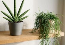 Mulher compra suculentas para decorar a sala, mas plantas começam a esticar e perder o formato; veja 4 variedades que se adaptam melhor aos ambientes internos